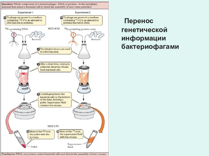 Перенос генетической информации бактериофагами