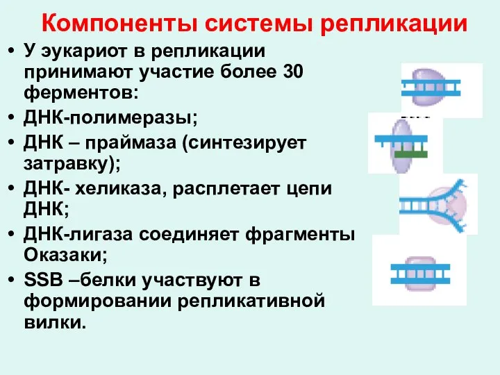 Компоненты системы репликации У эукариот в репликации принимают участие более 30 ферментов: