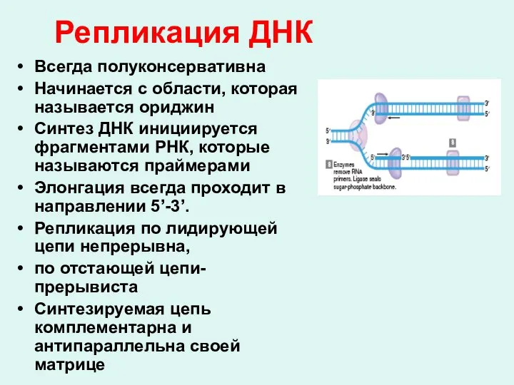 Репликация ДНК Всегда полуконсервативна Начинается с области, которая называется ориджин Синтез ДНК