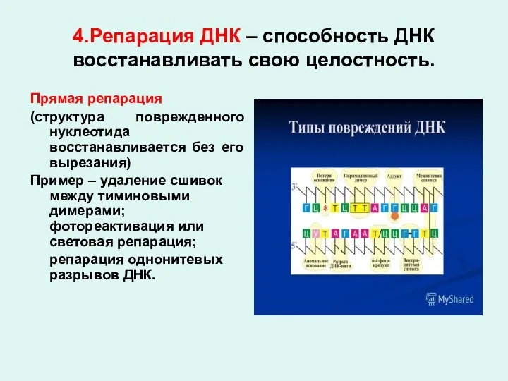 4.Репарация ДНК – способность ДНК восстанавливать свою целостность. Прямая репарация (структура поврежденного