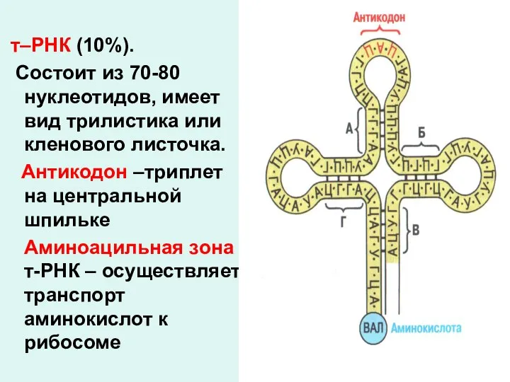 т–РНК (10%). Состоит из 70-80 нуклеотидов, имеет вид трилистика или кленового листочка.