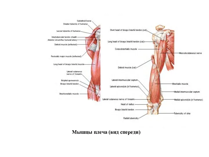 Мышцы плеча (вид спереди)