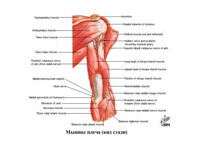 Мышцы плеча (вид сзади)