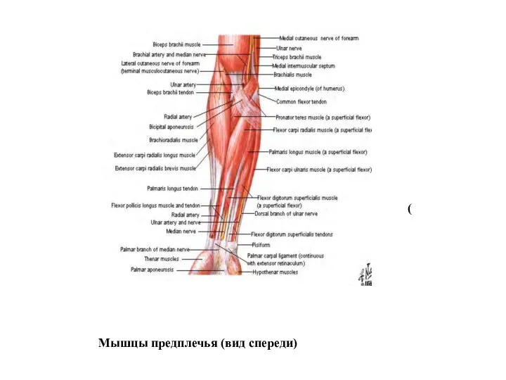 Мышцы предплечья (вид спереди) )