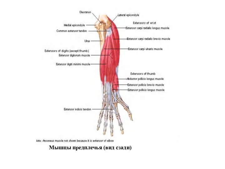 Мышцы предплечья (вид сзади)