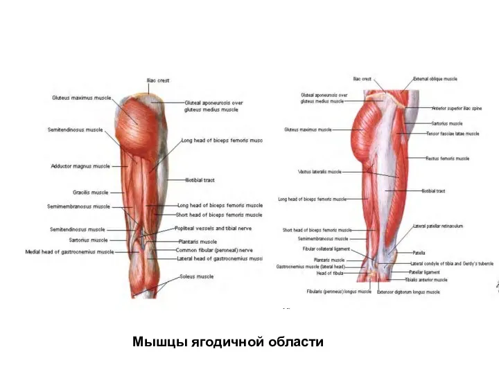 Мышцы ягодичной области