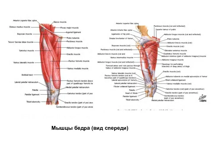 Мышцы бедра (вид спереди)