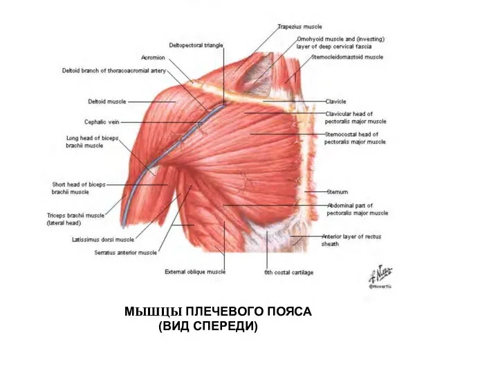 МЫШЦЫ ПЛЕЧЕВОГО ПОЯСА (ВИД СПЕРЕДИ)