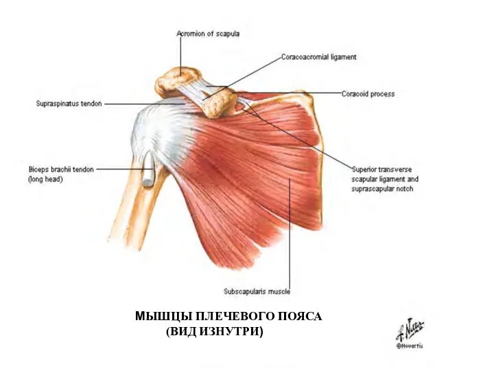 МЫШЦЫ ПЛЕЧЕВОГО ПОЯСА (ВИД ИЗНУТРИ)