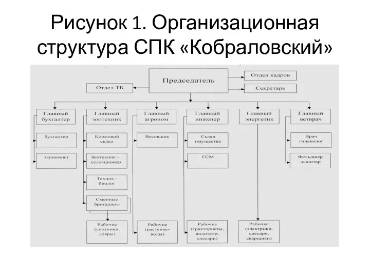 Рисунок 1. Организационная структура СПК «Кобраловский»