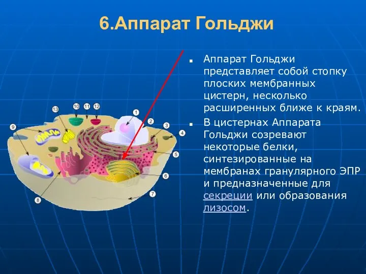 6.Аппарат Гольджи Аппарат Гольджи представляет собой стопку плоских мембранных цистерн, несколько расширенных