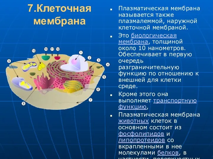 7.Клеточная мембрана Плазматическая мембрана называется также плазмалеммой, наружной клеточной мембраной. Это биологическая