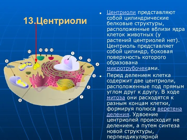 13.Центриоли Центриоли представляют собой цилиндрические белковые структуры, расположенные вблизи ядра клеток животных