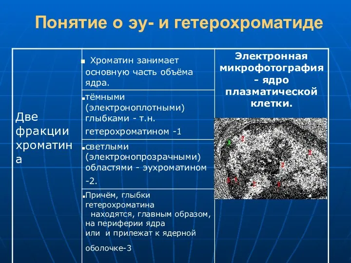 Понятие о эу- и гетерохроматиде