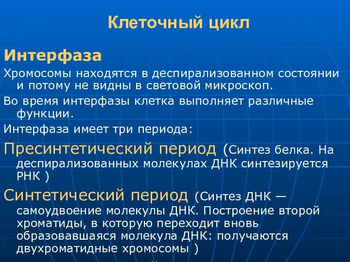 Клеточный цикл Интерфаза Хромосомы находятся в деспирализованном состоянии и потому не видны