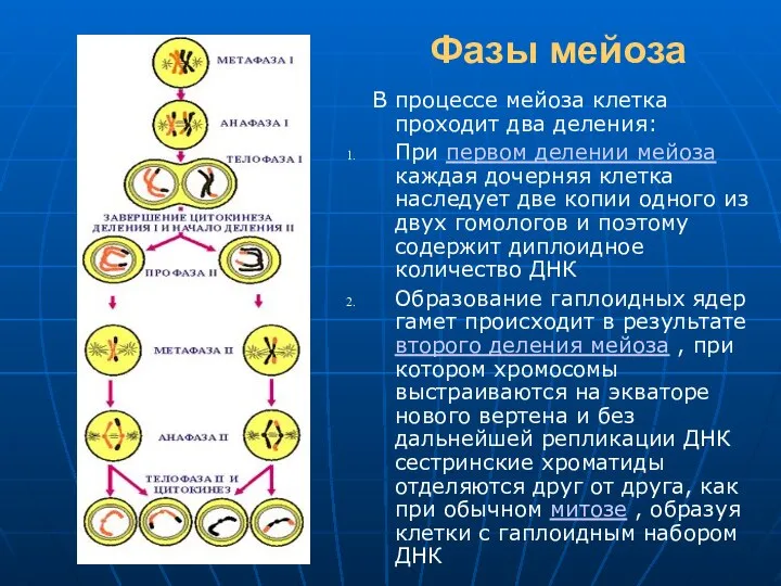 Фазы мейоза В процессе мейоза клетка проходит два деления: При первом делении