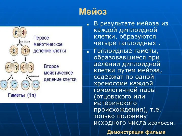 Мейоз В результате мейоза из каждой диплоидной клетки, образуются четыре гаплоидных .