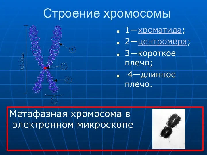 Строение хромосомы 1—хроматида; 2—центромера; 3—короткое плечо; 4—длинное плечо. Метафазная хромосома в электронном микроскопе