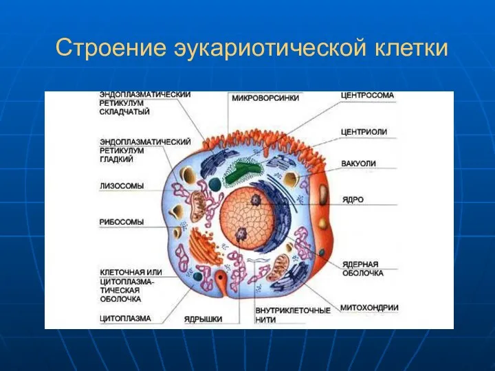 Строение эукариотической клетки