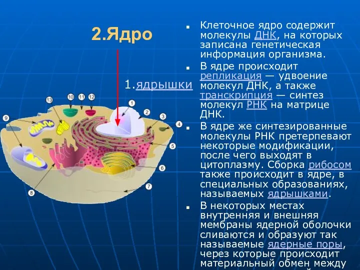 2.Ядро Клеточное ядро содержит молекулы ДНК, на которых записана генетическая информация организма.