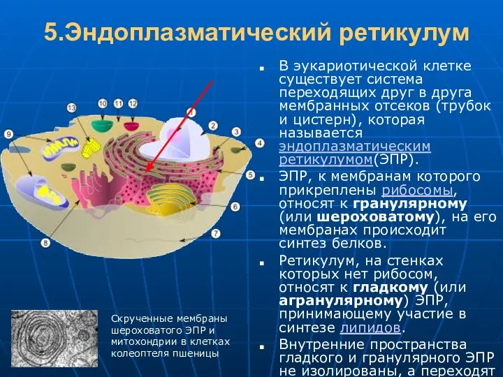 5.Эндоплазматический ретикулум В эукариотической клетке существует система переходящих друг в друга мембранных