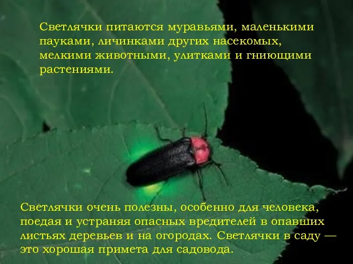 Светлячки питаются муравьями, маленькими пауками, личинками других насекомых, мелкими животными, улитками и