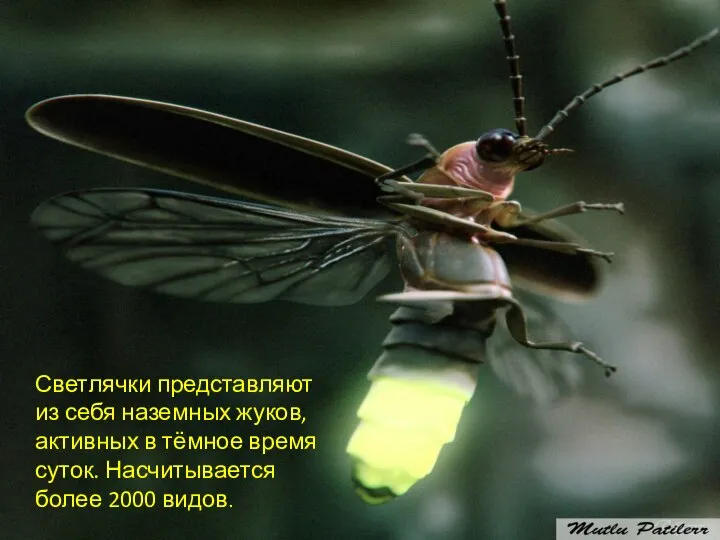 Светлячки представляют из себя наземных жуков, активных в тёмное время суток. Насчитывается более 2000 видов.