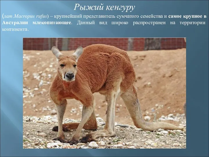 Рыжий кенгуру (лат.Macropus rufus) – крупнейший представитель сумчатого семейства и самое крупное