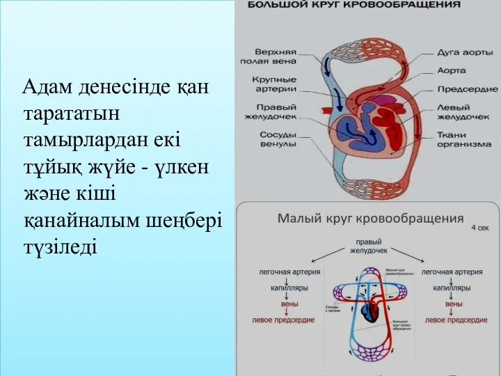 Адам денесінде қан тарататын тамырлардан екі тұйық жүйе - үлкен және кіші қанайналым шеңбері түзіледі