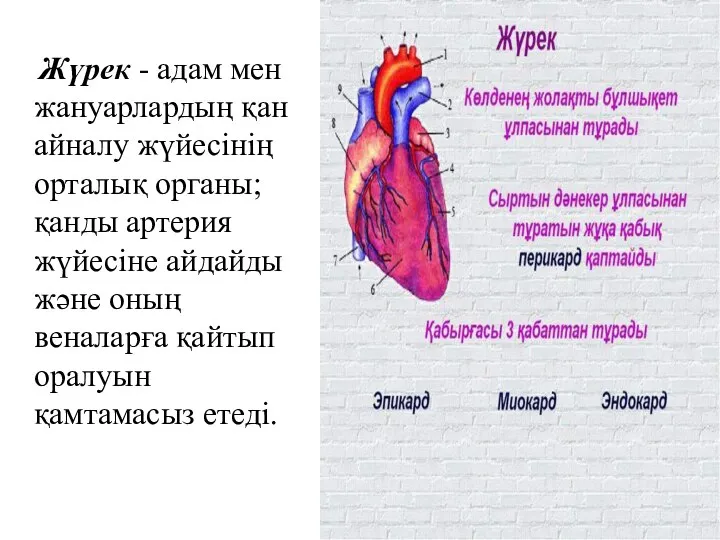 Жүрек - адам мен жануарлардың қан айналу жүйесінің орталық органы; қанды артерия