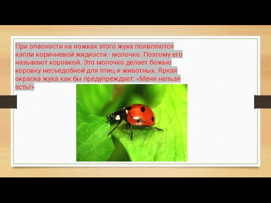 При опасности на ножках этого жука появляются капли коричневой жидкости - молочко.