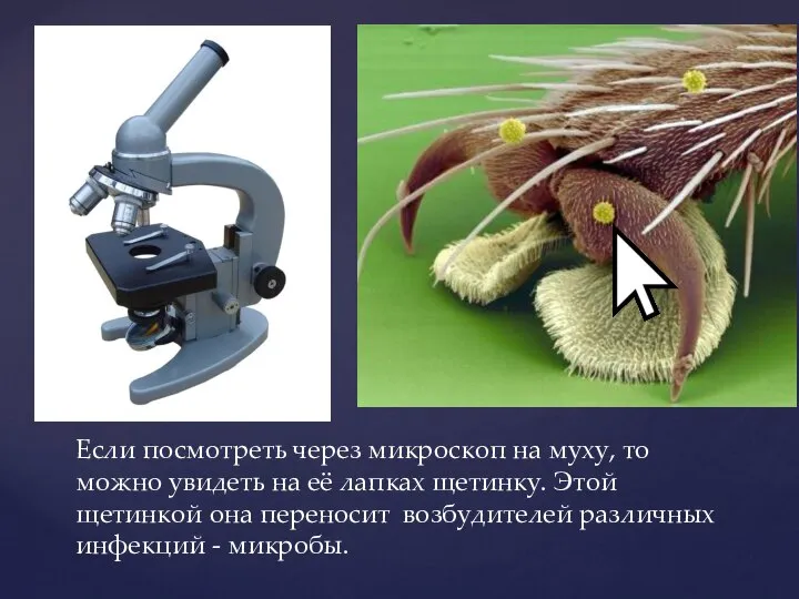 Если посмотреть через микроскоп на муху, то можно увидеть на её лапках