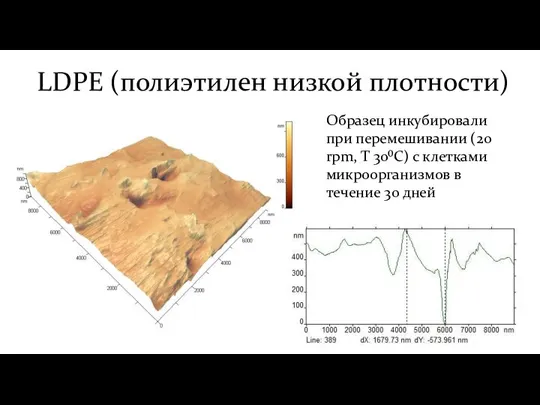 LDPE (полиэтилен низкой плотности) Образец инкубировали при перемешивании (20 rpm, T 30⁰С)