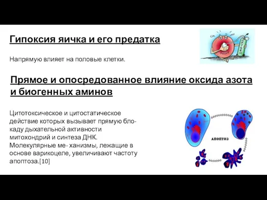 Гипоксия яичка и его предатка Напрямую влияет на половые клетки. Прямое и