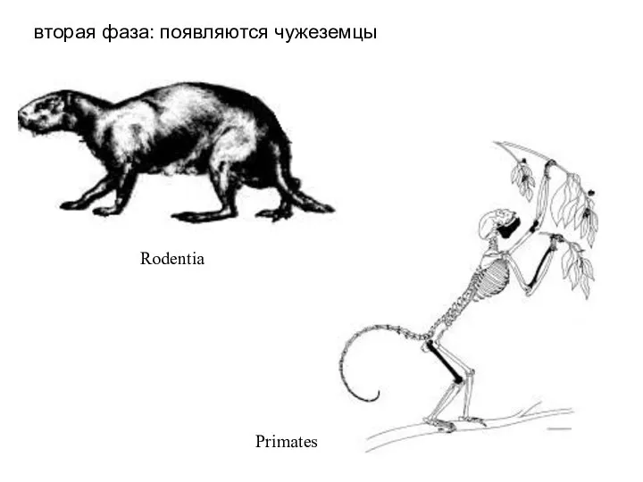 вторая фаза: появляются чужеземцы Rodentia Primates