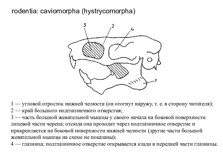 rodentia: caviomorpha (hystrycomorpha) 1 — угловой отросток нижней челюсти (он отогнут наружу,