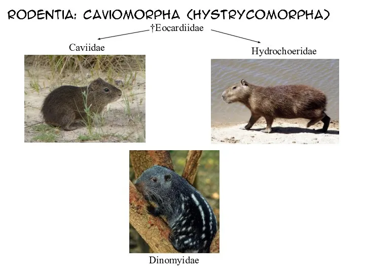 †Eocardiidae Caviidae Hydrochoeridae Dinomyidae