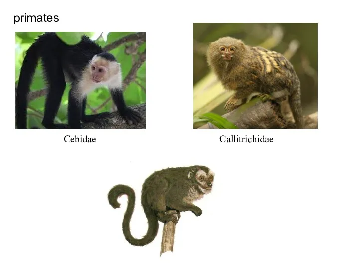 primates Cebidae Callitrichidae