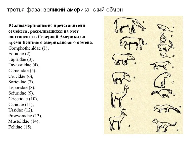 третья фаза: великий американский обмен Южноамериканские представители семейств, расселившихся на этот континент