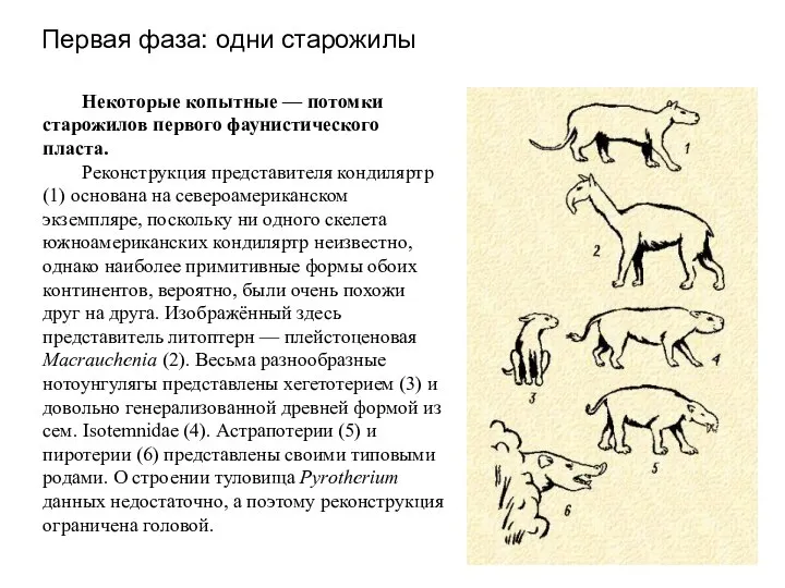 Первая фаза: одни старожилы Некоторые копытные — потомки старожилов первого фаунистического пласта.