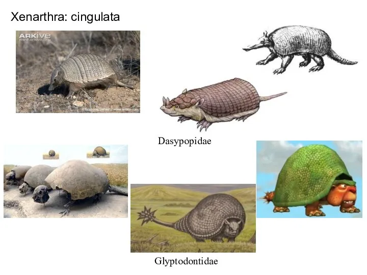 Xenarthra: cingulata Dasypopidae Glyptodontidae
