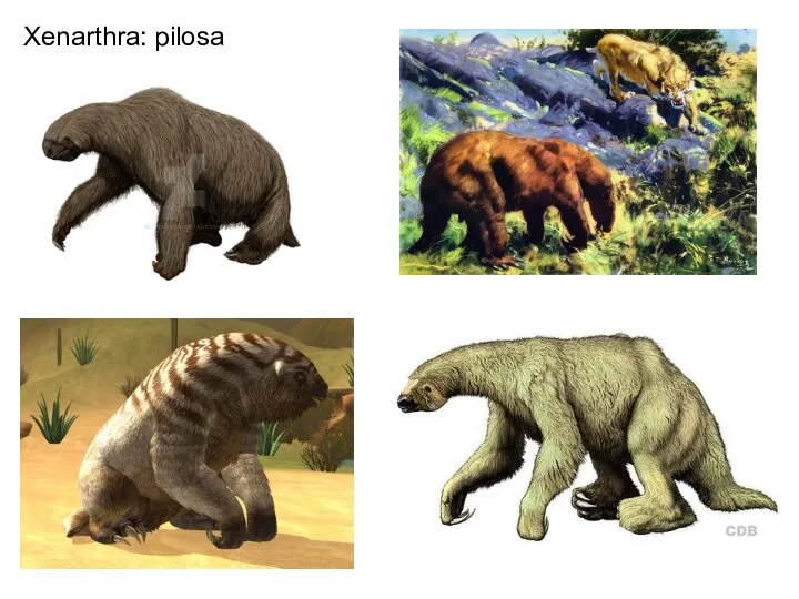 Xenarthra: pilosa