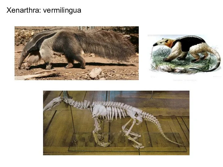 Xenarthra: vermilingua