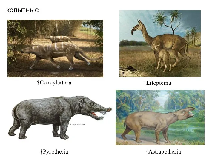 копытные †Condylarthra †Litopterna †Pyrotheria †Astrapotheria