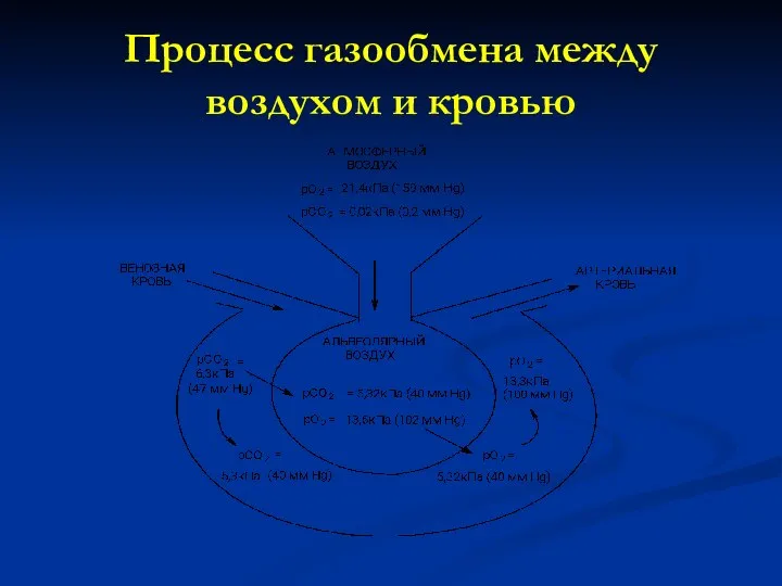 Процесс газообмена между воздухом и кровью