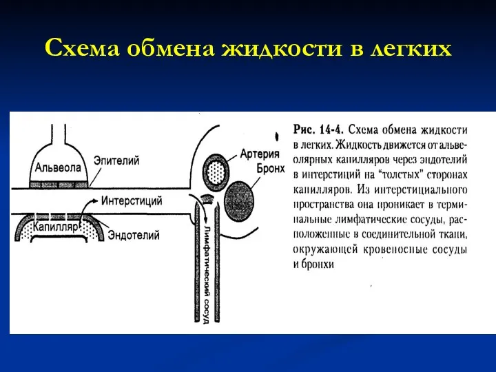 Схема обмена жидкости в легких