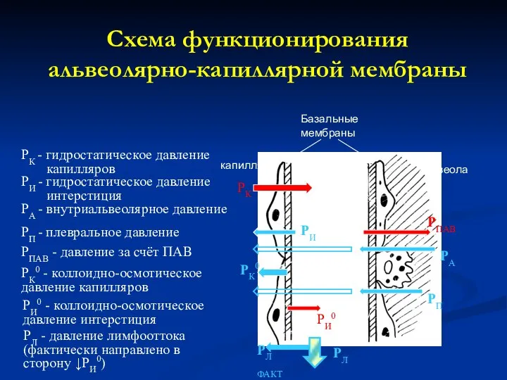 Схема функционирования альвеолярно-капиллярной мембраны Базальные мембраны интерстиций капилляр альвеола РК РИ0 РПАВ