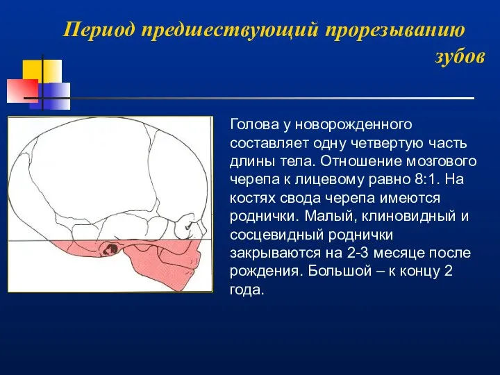 Период предшествующий прорезыванию зубов Голова у новорожденного составляет одну четвертую часть длины