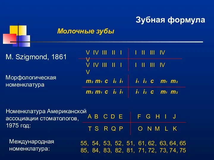 Зубная формула M. Szigmond, 1861 V IV III II I I II