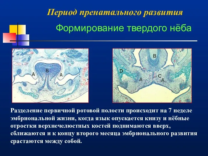 Период пренатального развития Разделение первичной ротовой полости происходит на 7 неделе эмбриональной